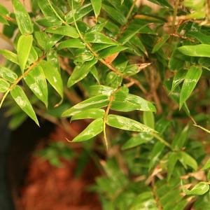 ミキスジホウオウチク(幹筋鳳凰竹)の鉢植えの詳細画像4