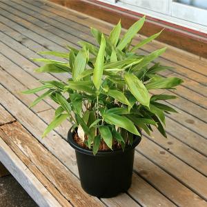 ベニホウオウチク(紅鳳凰竹)の鉢植え : 竹の緑 - 通販 - Yahoo
