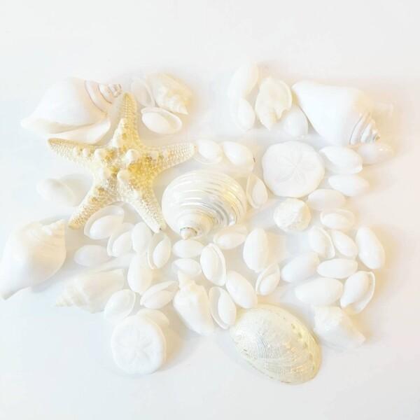 貝殻セット 天然素材 白ウエディング
