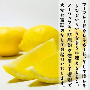 【予約】国産(和歌山有田産) たけひこ レモン...の詳細画像3