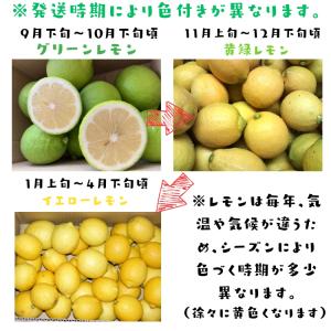 【予約】国産(和歌山有田産) たけひこ レモン...の詳細画像4