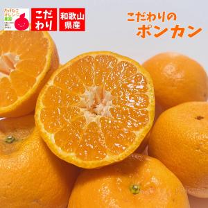 なつかしの味 ポンカン 約2.5ｋｇ(送料無料)