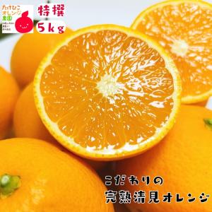 特撰 清見オレンジ (樹上完熟) 5kg_ ノー...の商品画像