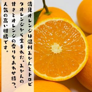 特撰 清見オレンジ (樹上完熟) 5kg_ ノ...の詳細画像2
