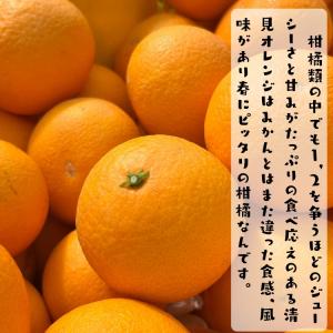 特撰 清見オレンジ (樹上完熟) 5kg_ ノ...の詳細画像3