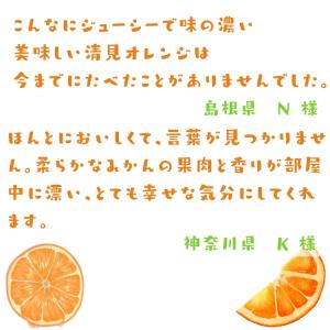 ご家庭用粗選別 清見 オレンジ 10kg_ わ...の詳細画像1