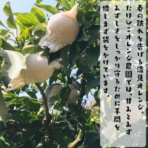 ご家庭用粗選別 清見 オレンジ 10kg_ わ...の詳細画像4