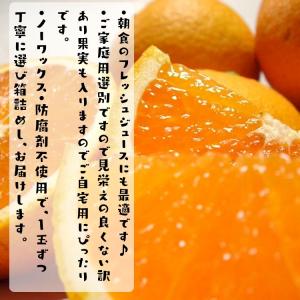 ご家庭用粗選別 清見 オレンジ 10kg_ わ...の詳細画像5
