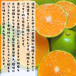 【予約】ご家庭用 粗選別 青切り 有田みかん ...の詳細画像2