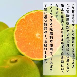 【予約】ご家庭用 粗選別 青切り 有田みかん ...の詳細画像3