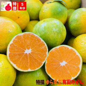 122)数量限定　甘すぎる　有田みかん　果物 　みかん　小玉　旬 122)数量限定 甘すぎる 有田みかん 果物 みかん 小玉 旬