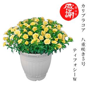 母の日限定 カリブラコア 八重咲き クリアイエロー ティフォシーw 5号 鉢花 開花株 開花 人気 風水 癒し インテリア 飾り プレゼント おしゃれ かわいい Kawamura 008 ギフト通販の専門店たきび 通販 Yahoo ショッピング