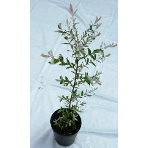 ハクロニシキ（白露錦）苗　樹高60ｃｍ前後