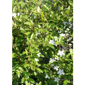 白丁花(斑入り)(ハクチョウゲ)(送料別)の詳細画像1