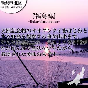 新潟産コシヒカリ 白米10kg (5kg×2袋...の詳細画像4