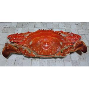 ワタリガニ 旬 その他種類のカニ の商品一覧 食品 通販 Yahoo ショッピング