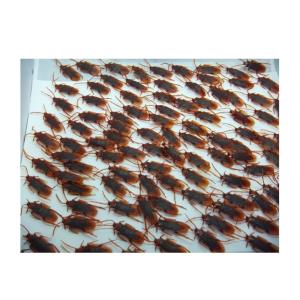 ドッキリ・びっくり・パティーグッツ、リアル　ゴキブリ軍団、迫力の100匹セット