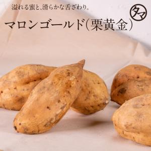 マロンゴールド 栗黄金 鹿児島産 2kg さつまいも サツマイモ