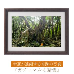 ポイント10倍 奇跡の写真 秋元 隆良 「ガジュマルの精霊（キジムナー