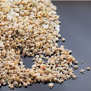 星の砂 10g 星砂 レジン パーツ