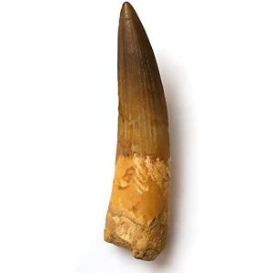 SCIENCE 恐竜の化石「スピノサウルスの歯 化石（獣脚類）約40mm 白亜紀