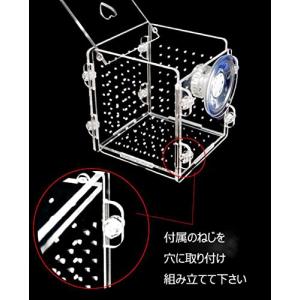 bellarino 稚魚 隔離ケース 水槽 繁...の詳細画像3