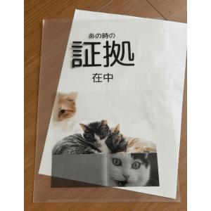 【猫好き必見】あの時の証拠在中クリアファイル｜思わず笑顔になる！ユニーク文具　面白い　見たくなる