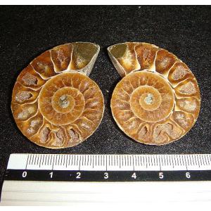 天然アンモナイト アンモライト 化石 標本 マダガスカル ディスク 円盤