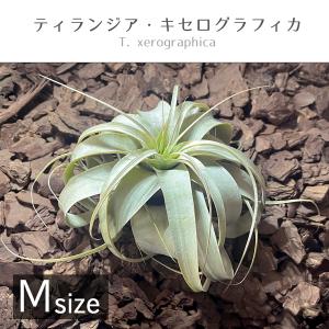 チランジア キセログラフィカ S size (エアープランツ ティランジア