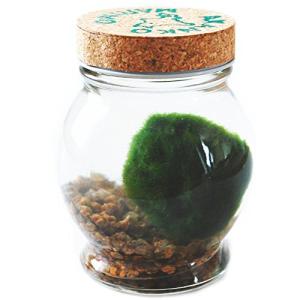 天然まりも ペット用品 生き物 の商品一覧 通販 Yahoo ショッピング