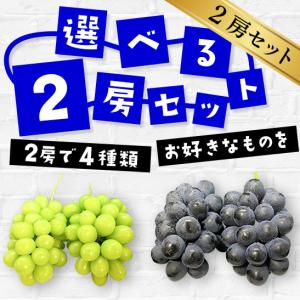長野県東御産 お好きなぶどう2房 選べるセット シャインマスカット ナガノパープル以外でも選択可能 Ktb002 和田中園ヴァインヤードファーム 通販 Yahoo ショッピング