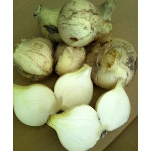 訳ありきゅうり 10kg : 山本商店ヤフー店 - 通販 - Yahoo