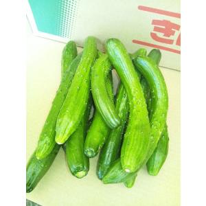 訳あり きゅうり 佐賀県産 九州各県産 規格外...の詳細画像1