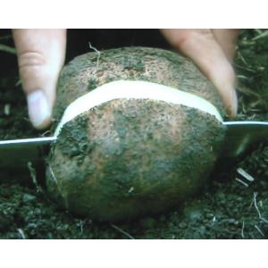 種芋大玉2kg丹波山の芋（つくね芋）32株分食用でもOK数量限定