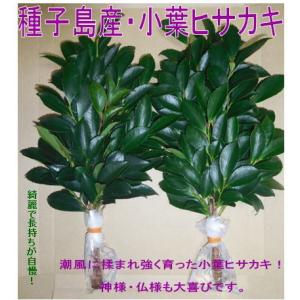 本榊 定期便 1対（2本）毎月2回 （1日 15日）1年間契約 : フローラ