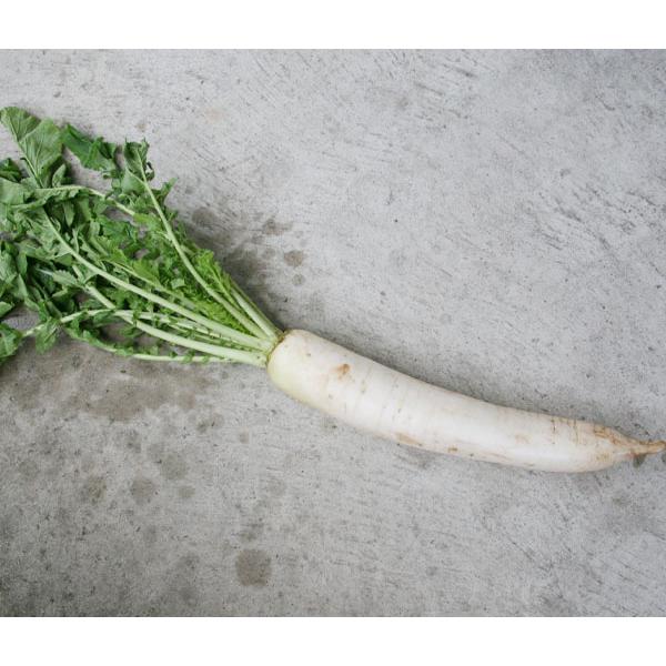 自然栽培 大根 約500g　熊本県産　無肥料 無農薬　究極の自然農法　一生懸命手間ひまかけてお世話し...