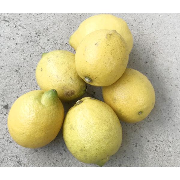 自然栽培 レモン 1kg　和歌山県産　25年以上前から、無肥料・無農薬の究極の自然農法のフルーツ柑橘...