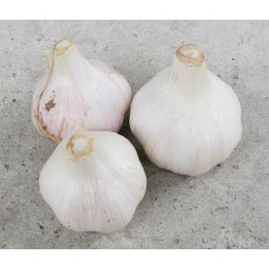 自然栽培 にんにく(100g)☆熊本県産☆無肥料無農�