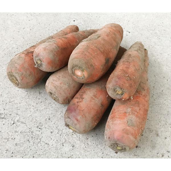 自然栽培 にんじん 1kg　北海道産　いやしの野菜　約30年間 無肥料 無農薬　自然栽培の哲人から受...