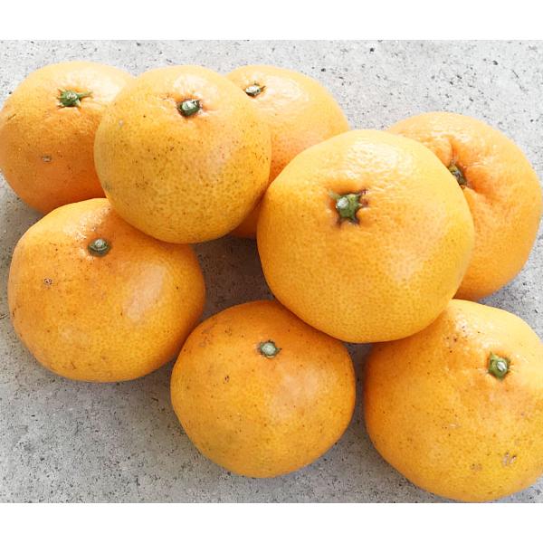 自然栽培 みかん 1kg　熊本県産　無肥料無農薬の究極の自然農法　自然本来の酸味の中にしっかりとした...