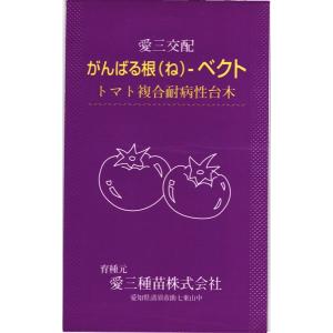 トマト台木 種<br> 『がんばる根ベクト』  愛三種苗/1000粒｜tanehyo