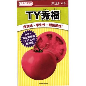 大玉トマト 種<br> 『TY秀福』  カネコ種苗/100粒｜tanehyo