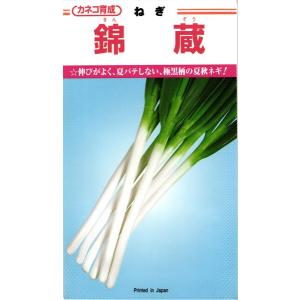 根深ネギ 種&lt;br&gt; 『錦蔵』  カネコ種苗/コート5000粒