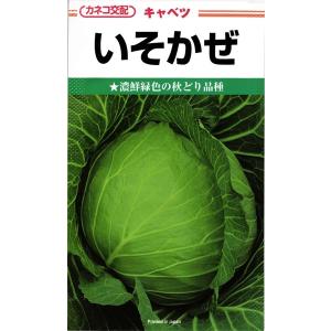 中早生キャベツ 種<br> 『いそかぜ』  カネコ種苗/2500粒｜tanehyo