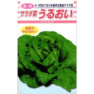 サラダ菜 種<br> 『うるおい』  松永種苗/小袋（2ml）｜tanehyo