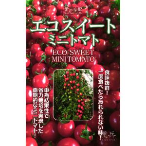 ミニトマト 種 『エコスイート』 愛三種苗/100粒