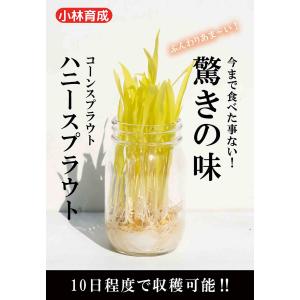 コーンスプラウト 種 『ハニースプラウト』 小林...の商品画像