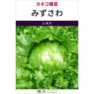 結球レタス 種 『みずさわ』 カネコ種苗/小袋の商品画像