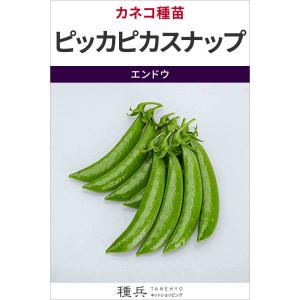 スナップエンドウ 種 『ピッカピカスナップ』 カ...の商品画像