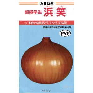 超極早生タマネギ 種 『浜笑』 カネコ種苗/ペレ...の商品画像